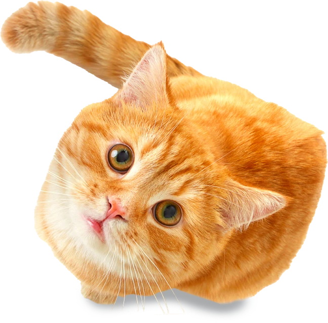 Gato naranja